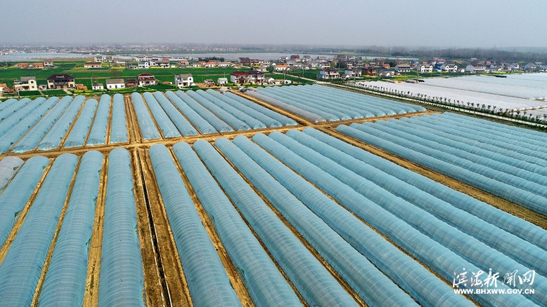 县农业园夹堆村设施栽培基地