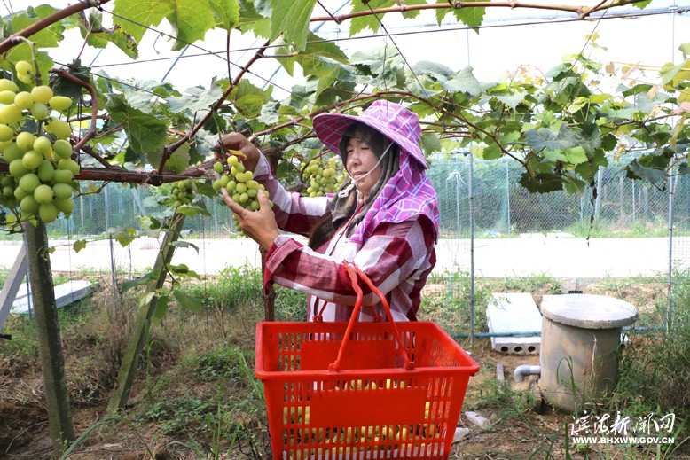 界牌镇竹林水果采摘家庭农场