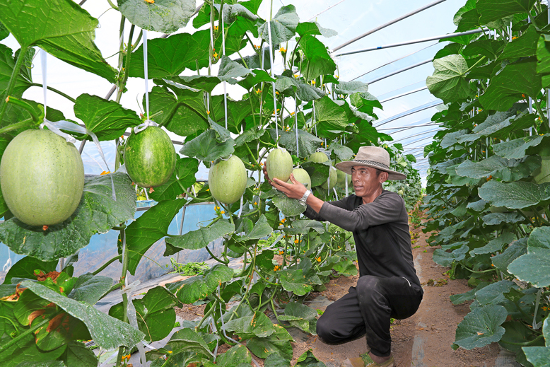 界牌镇双巨村高效设施农业大棚