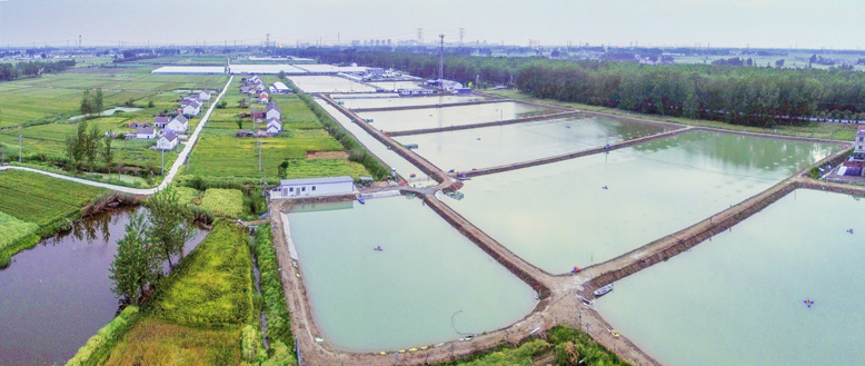 陈涛镇友联村河虾养殖基地