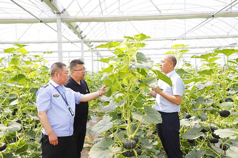 县植保站技术人员到县农业园瑞杰公司南瓜种植基地现场指导